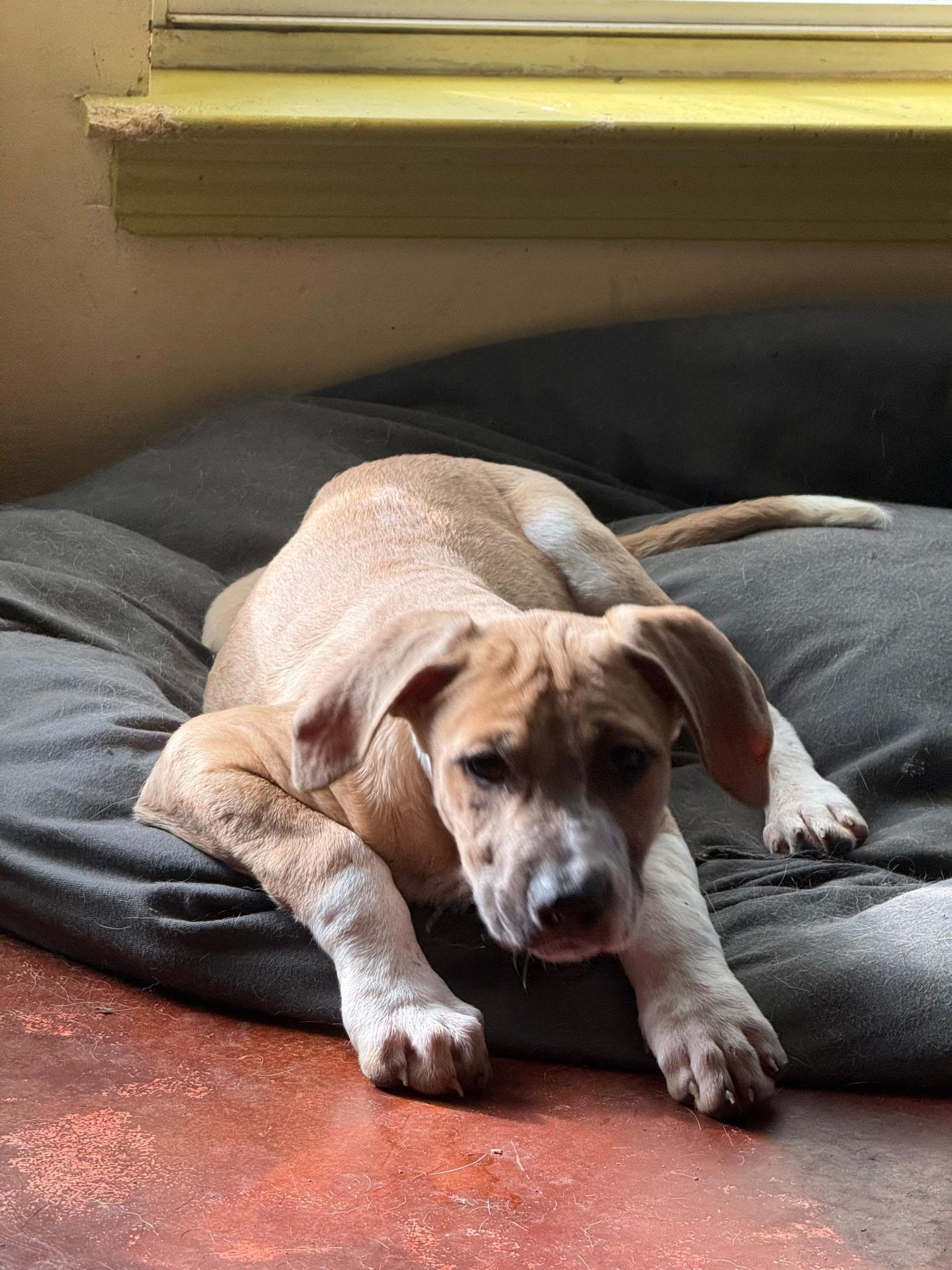 Enlarge Elena (Amber-Fostered in New England), a Adoptable mixed breed in Brooklyn, CT image 2/6