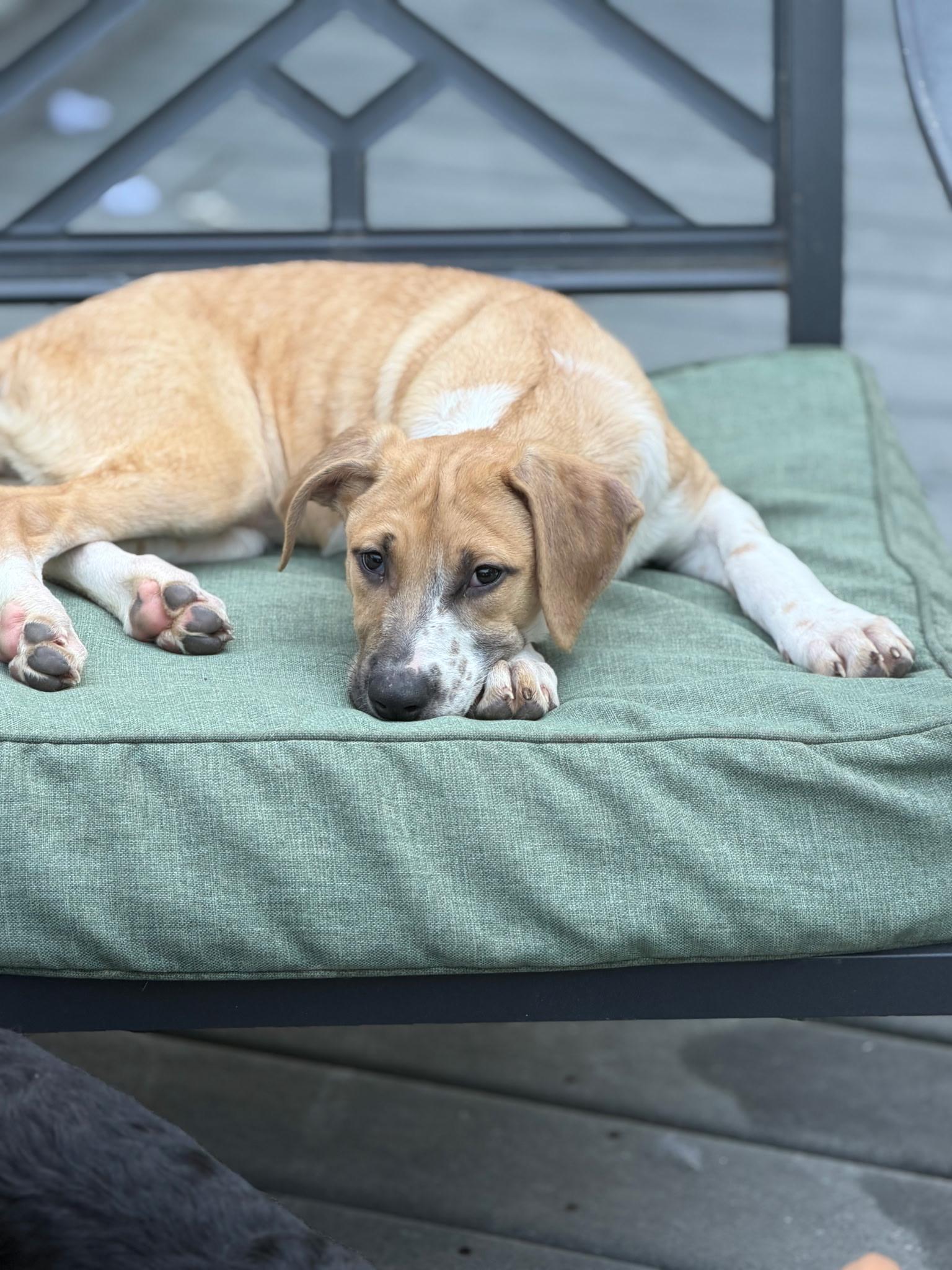 Elena (Amber-Fostered in New England), Adoptable, Puppy Female Great Dane & Hound.