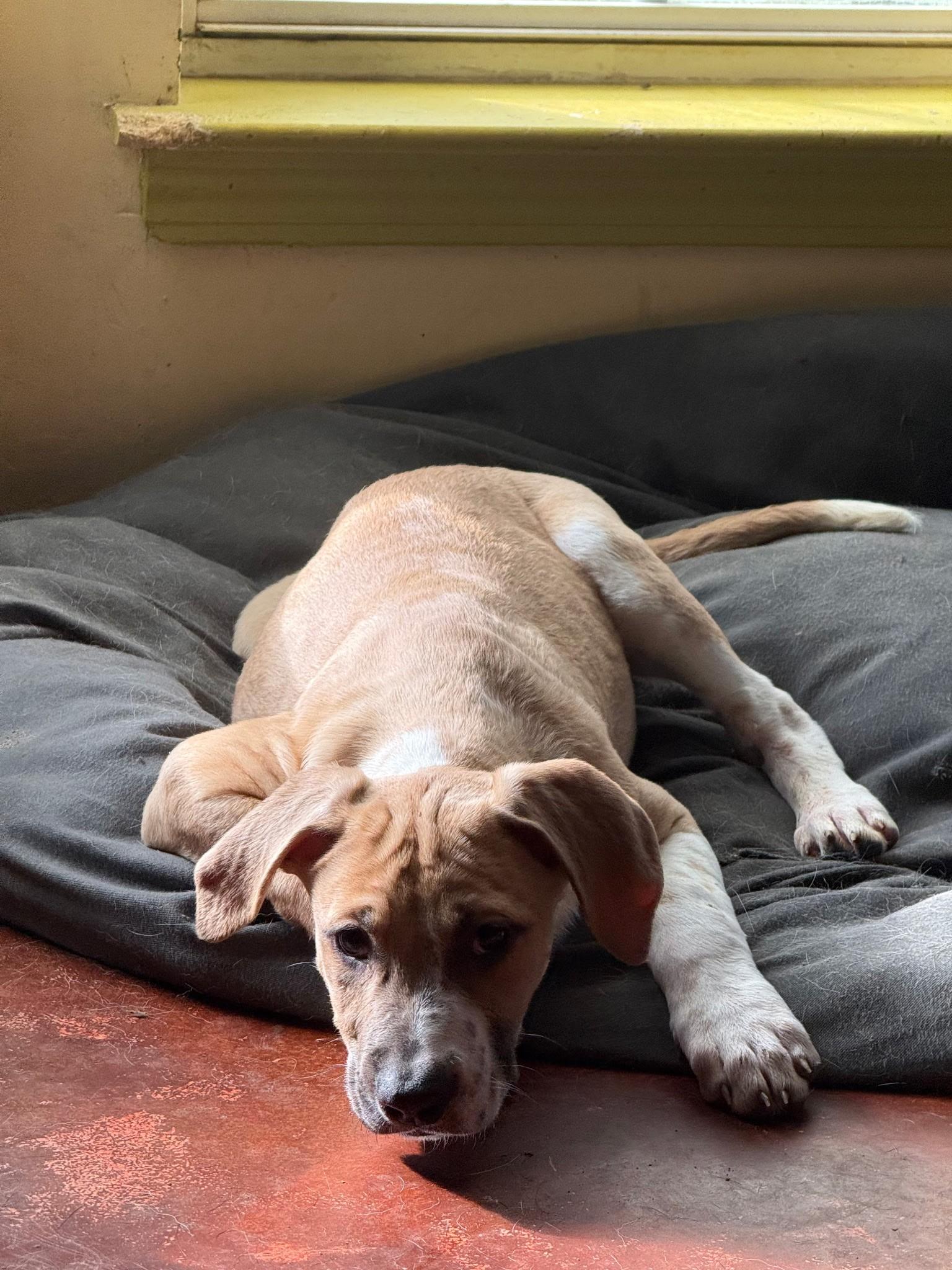 Enlarge Elena (Amber-Fostered in New England), a Adoptable mixed breed in Brooklyn, CT image 4/6