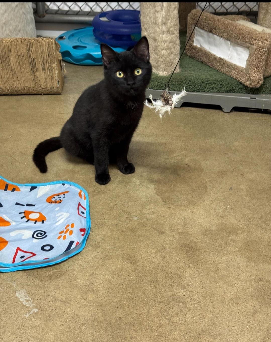 Enlarge Mystic, an adopted Domestic Short Hair in Durand, WI image 2/3