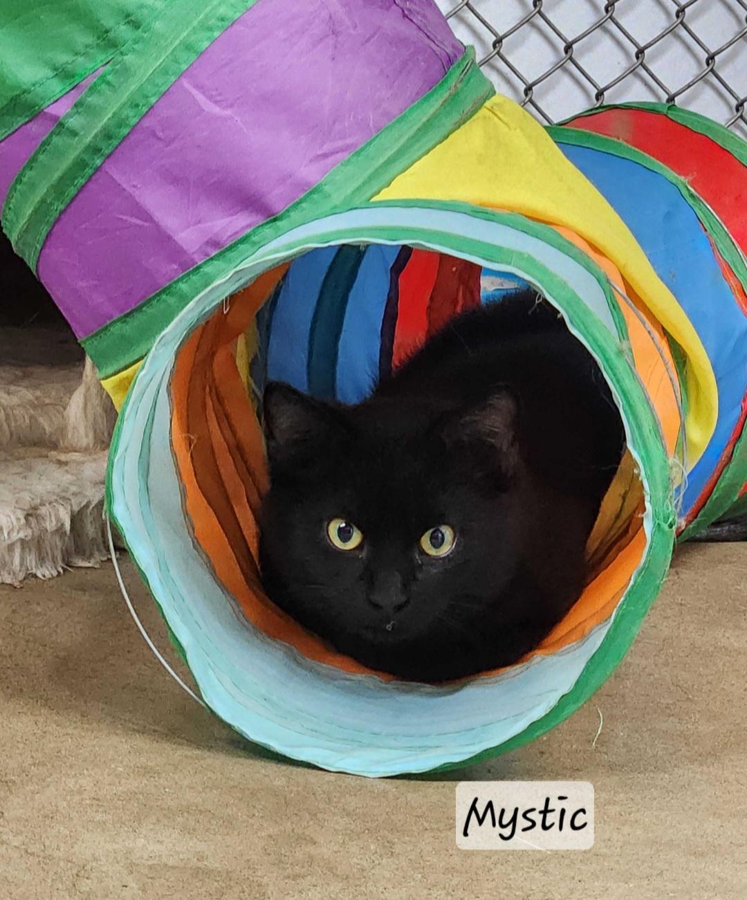 Enlarge Mystic, an adopted Domestic Short Hair in Durand, WI image 3/3