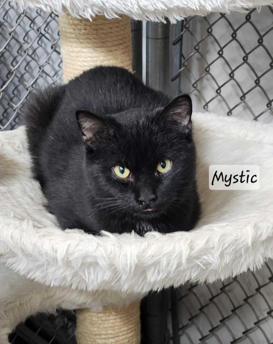 Mystic, adopted, Young Male Domestic Short Hair.
