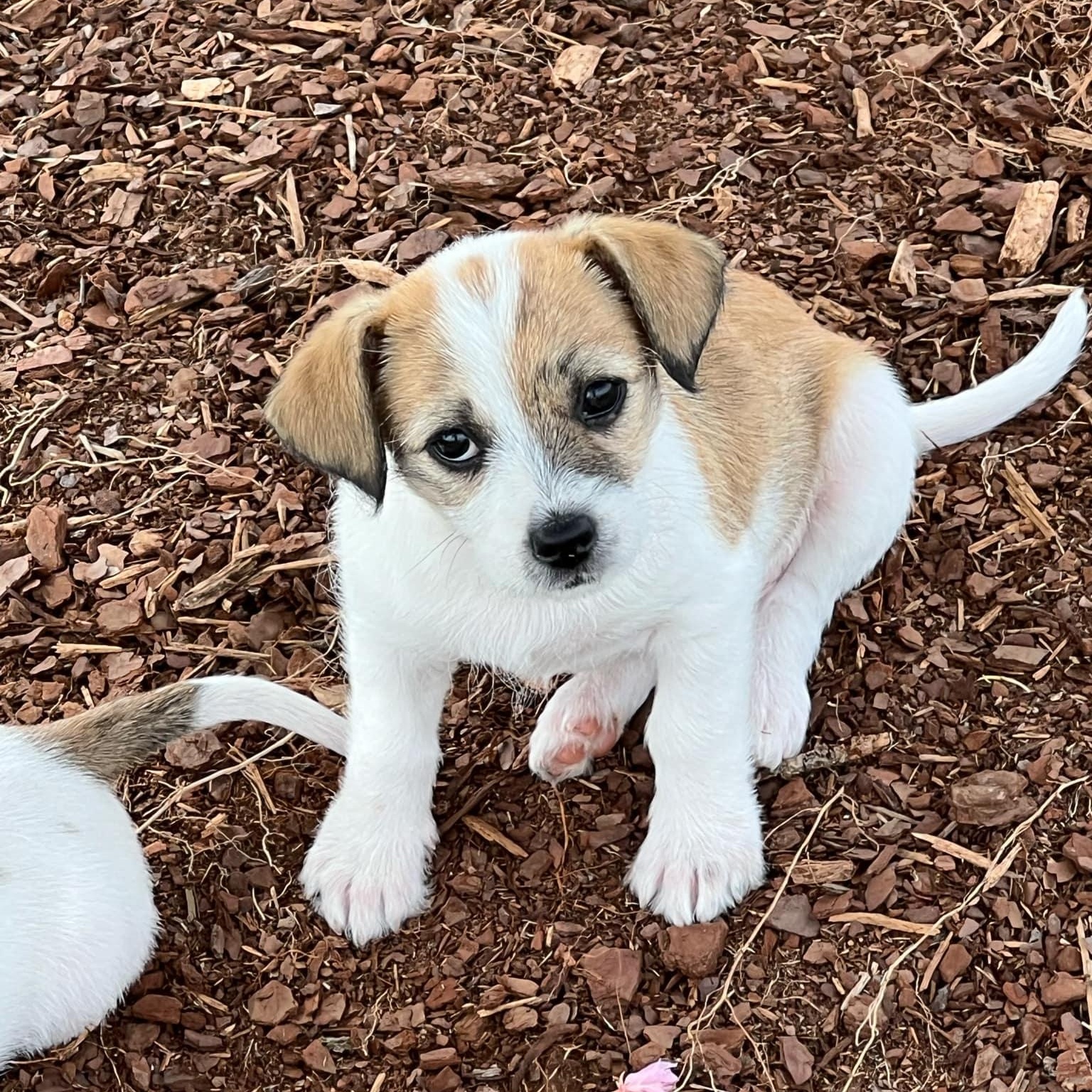 Tulip, Adopted, Puppy Female Jack Russell Terrier.