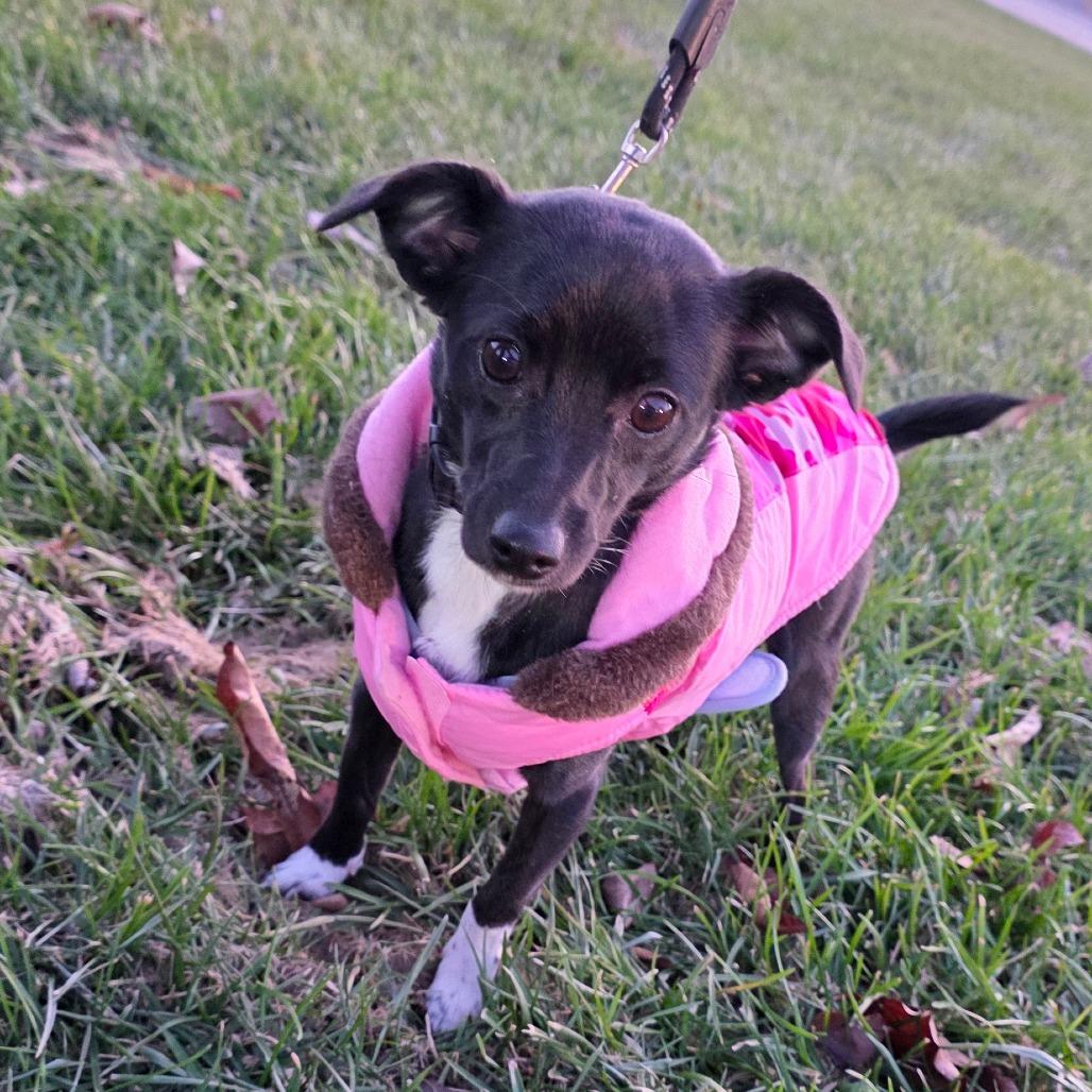 Bliss, Adoptable, Young Female Chihuahua.