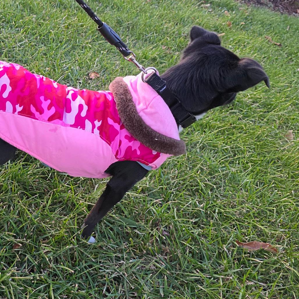 Enlarge Bliss, a Adoptable Chihuahua in Goltry, OK image 3/5