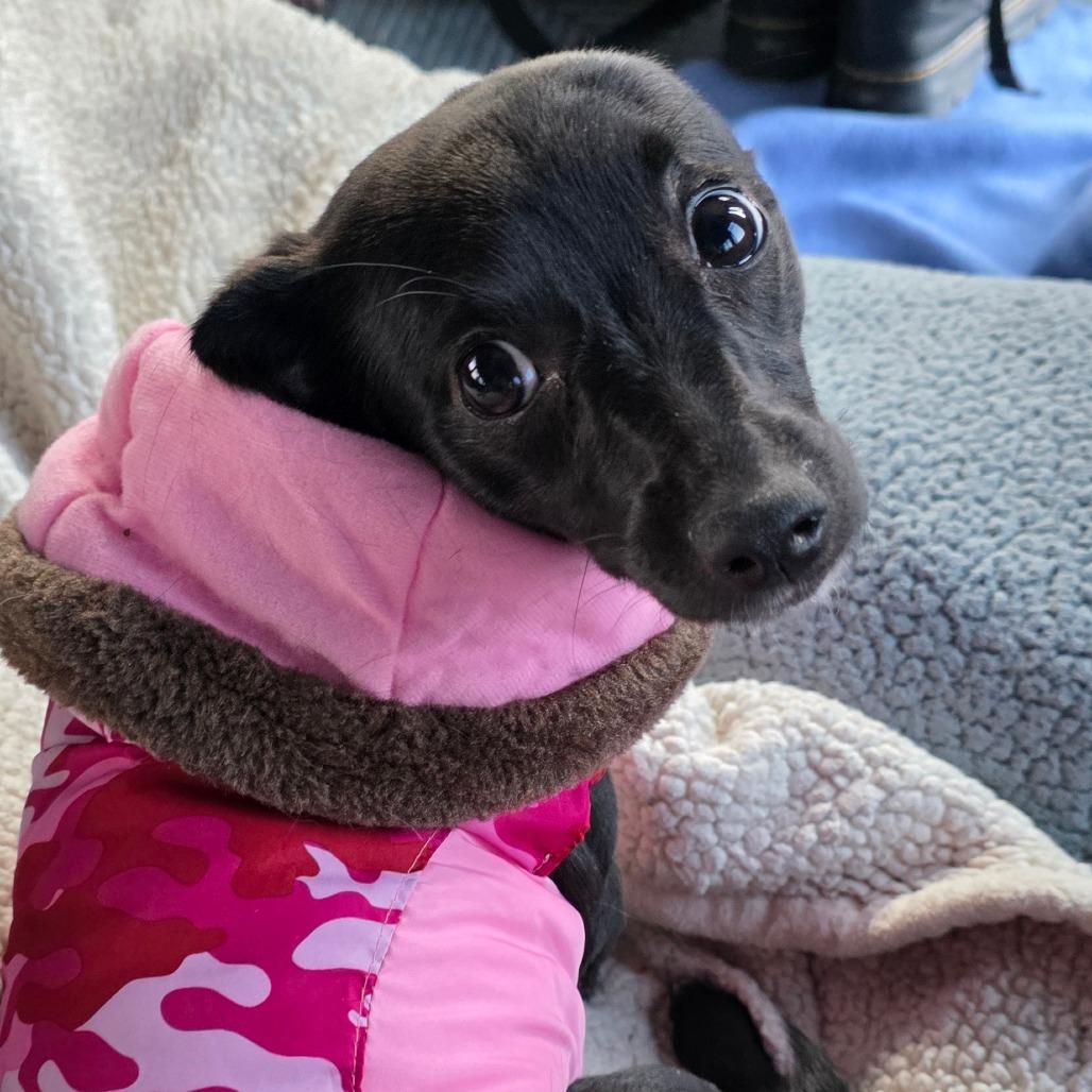 Enlarge Bliss, a Adoptable Chihuahua in Goltry, OK image 4/5