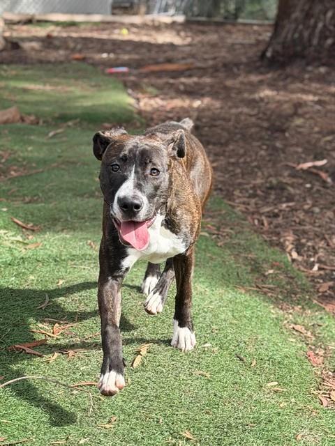 Enlarge JINXY, a Adoptable Pit Bull Terrier in Fremont, CA image 1/1