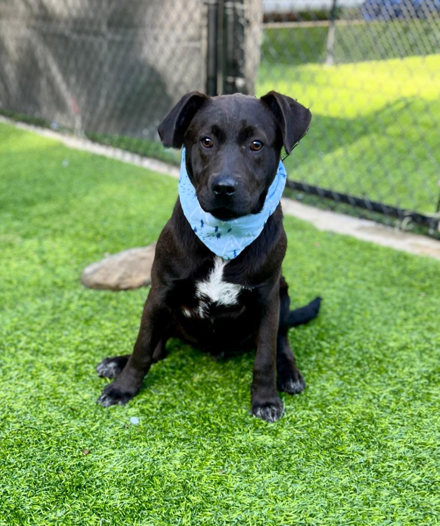 Enlarge Lennox, a Adoptable mixed breed in Ellijay, GA image 1/1