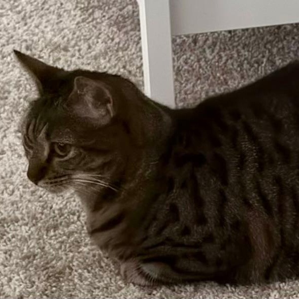 Enlarge Basboosa, a Adoptable Domestic Short Hair in Gastonia, NC image 3/3