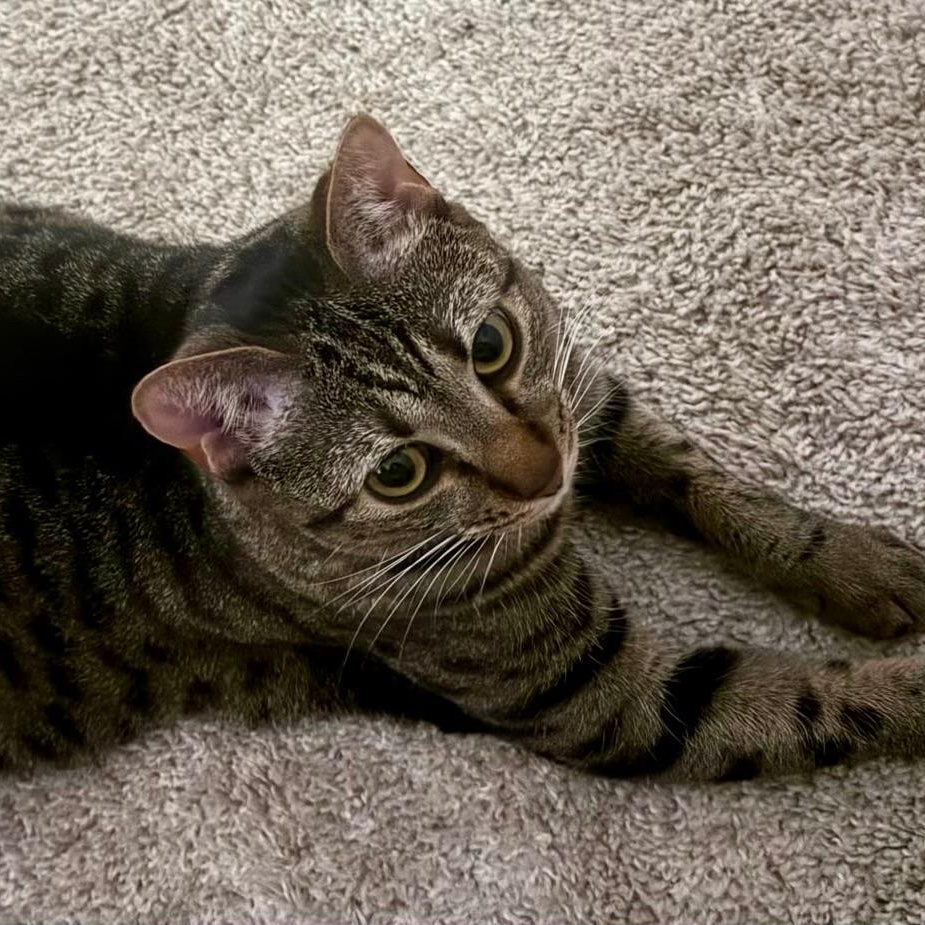 Enlarge Basboosa, a Adoptable Domestic Short Hair in Gastonia, NC image 2/3