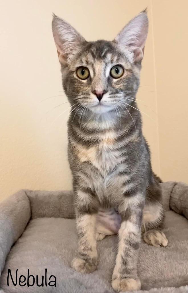 Nebula