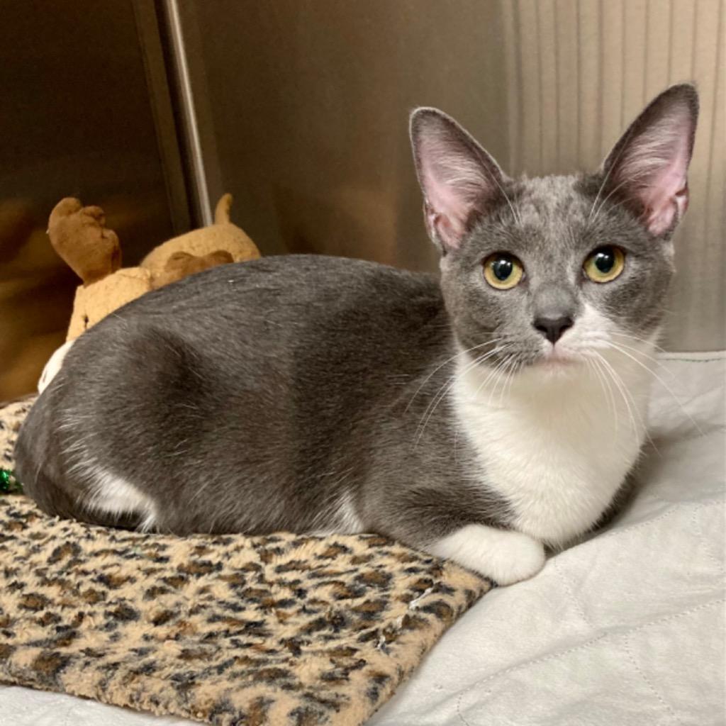 Enlarge Brooke, a Adopted mixed breed in New Manchester, WV image 1/1