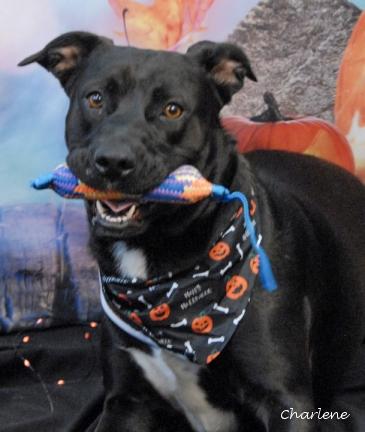 Lola, a Adoptable mixed breed in Newland, NC image 2/5