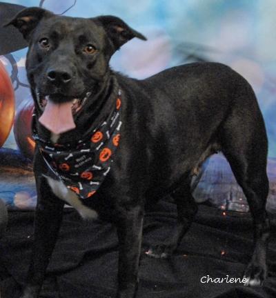 Lola, a Adoptable mixed breed in Newland, NC image 4/5