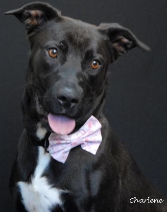Lola, a Adoptable mixed breed in Newland, NC image 1/5