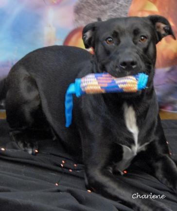 Lola, a Adoptable mixed breed in Newland, NC image 5/5