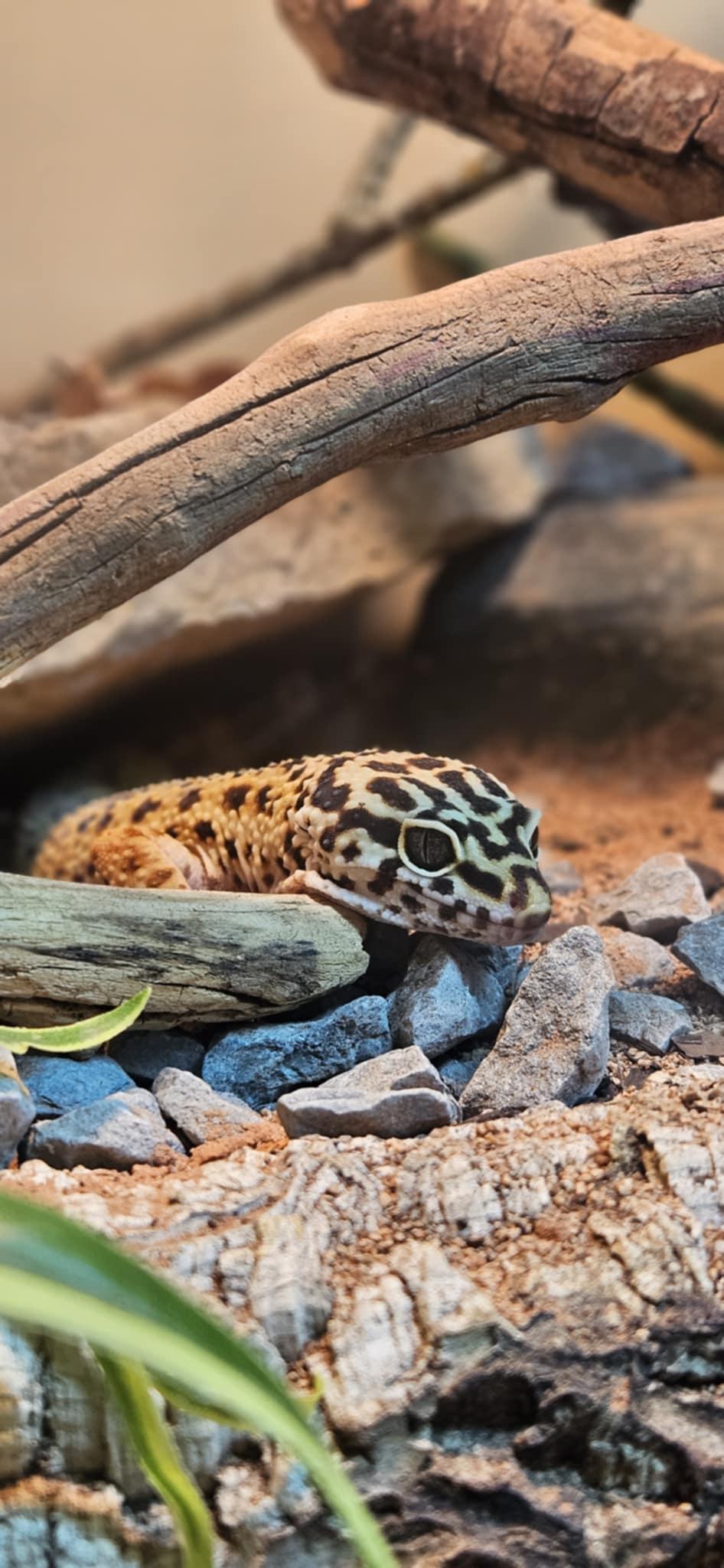 Enlarge Dwayne, a Adoptable Gecko in Whitby, ON image 1/2