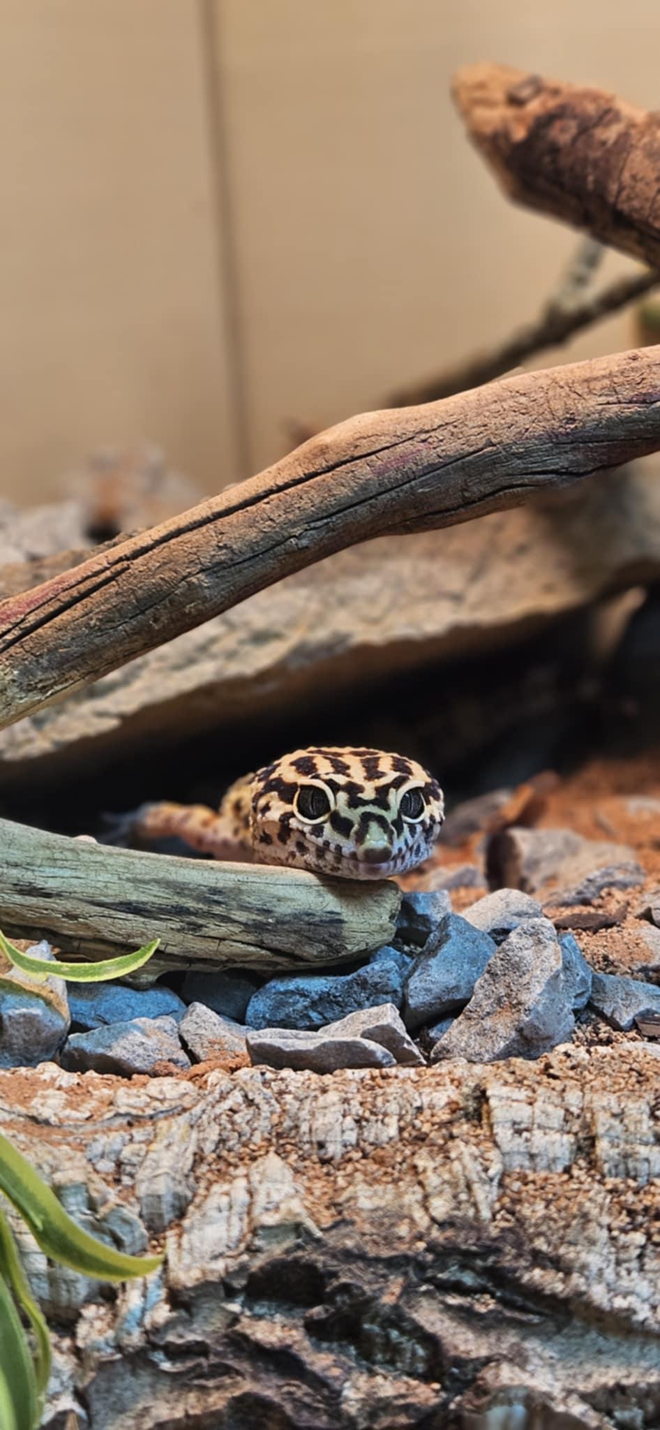 Enlarge Dwayne, a Adoptable Gecko in Whitby, ON image 2/2