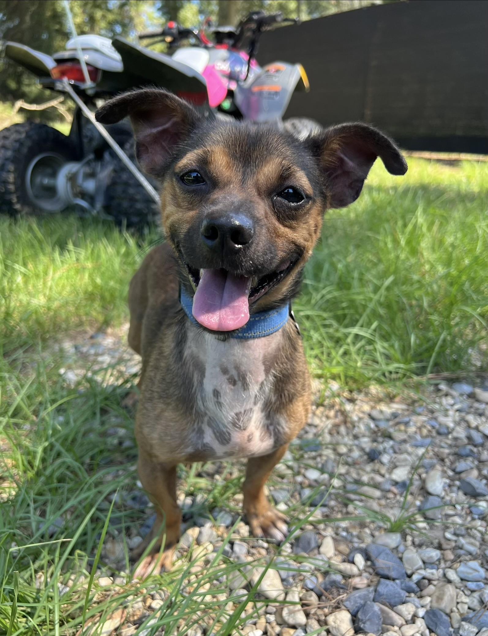 Enlarge Venlafaxine, a Adoptable mixed breed in New Orleans, LA image 3/4