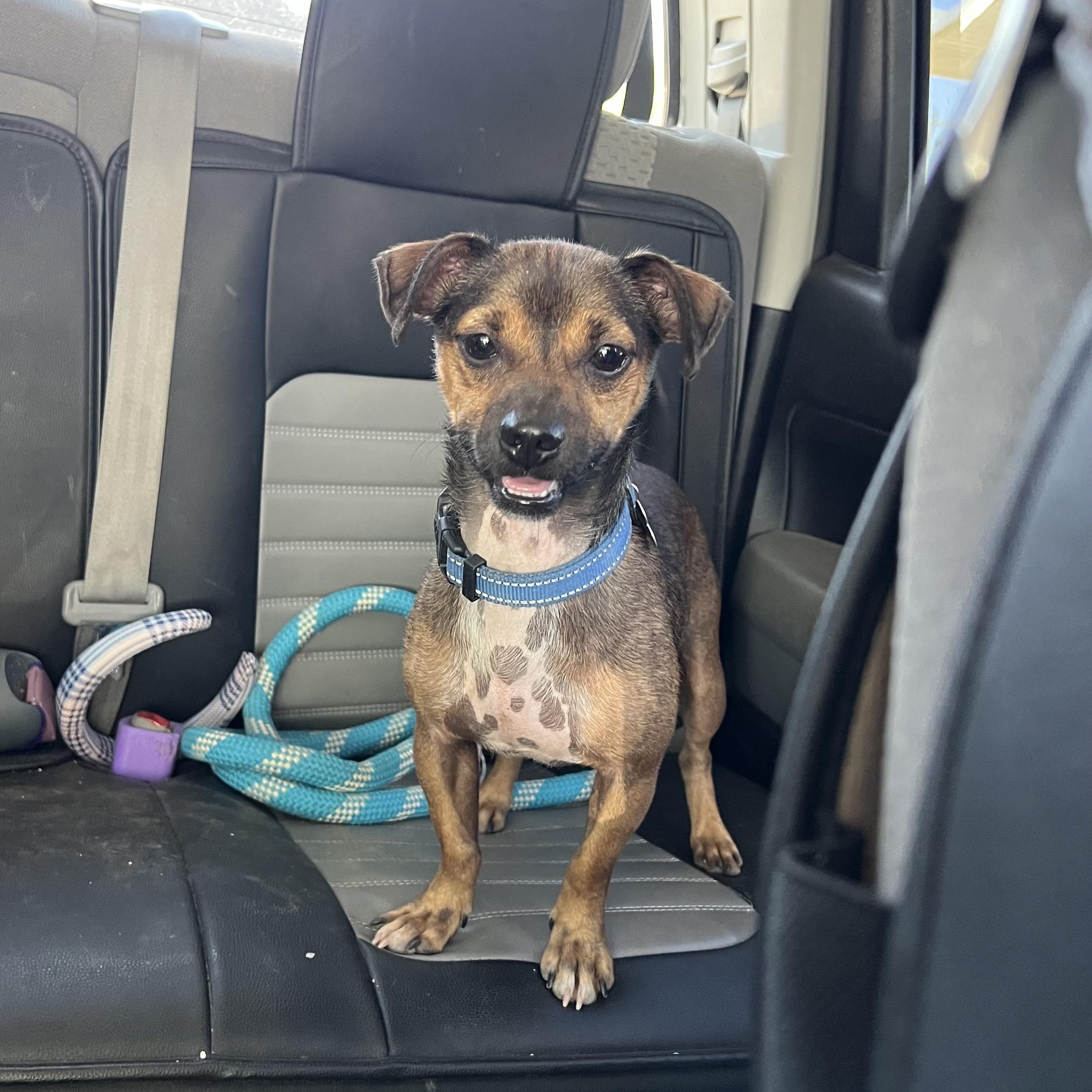 Enlarge Venlafaxine, a Adoptable mixed breed in New Orleans, LA image 2/4