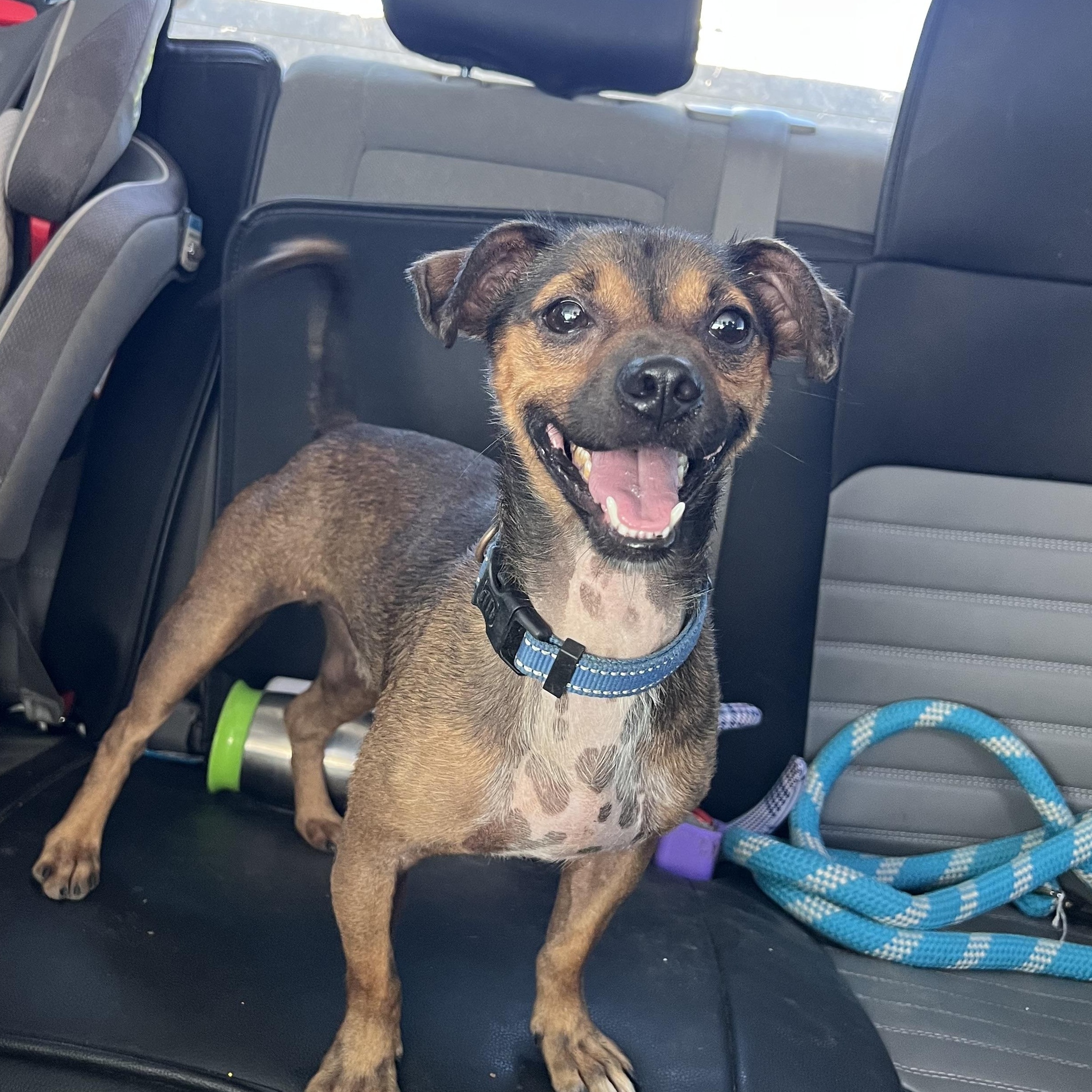 Enlarge Venlafaxine, a Adoptable mixed breed in New Orleans, LA image 1/4
