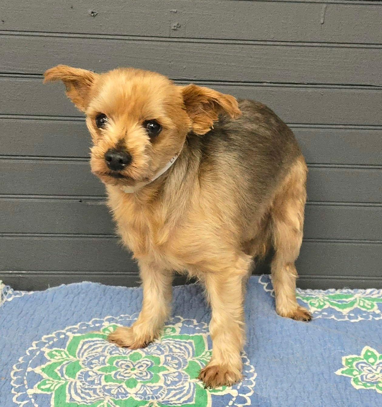 Enlarge Linus, a Adoptable Yorkshire Terrier in Newport, TN image 2/3