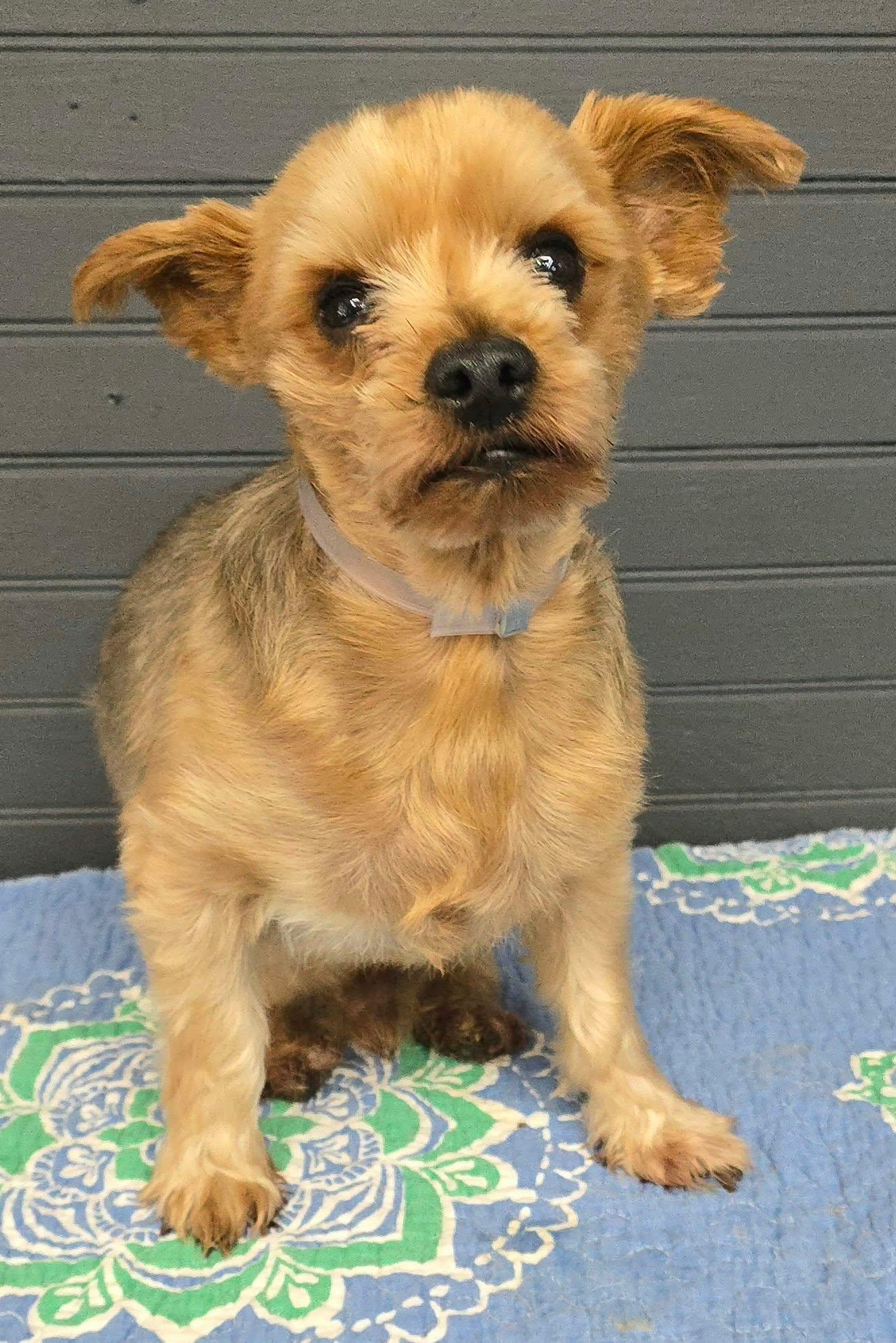 Enlarge Linus, a Adoptable Yorkshire Terrier in Newport, TN image 3/3