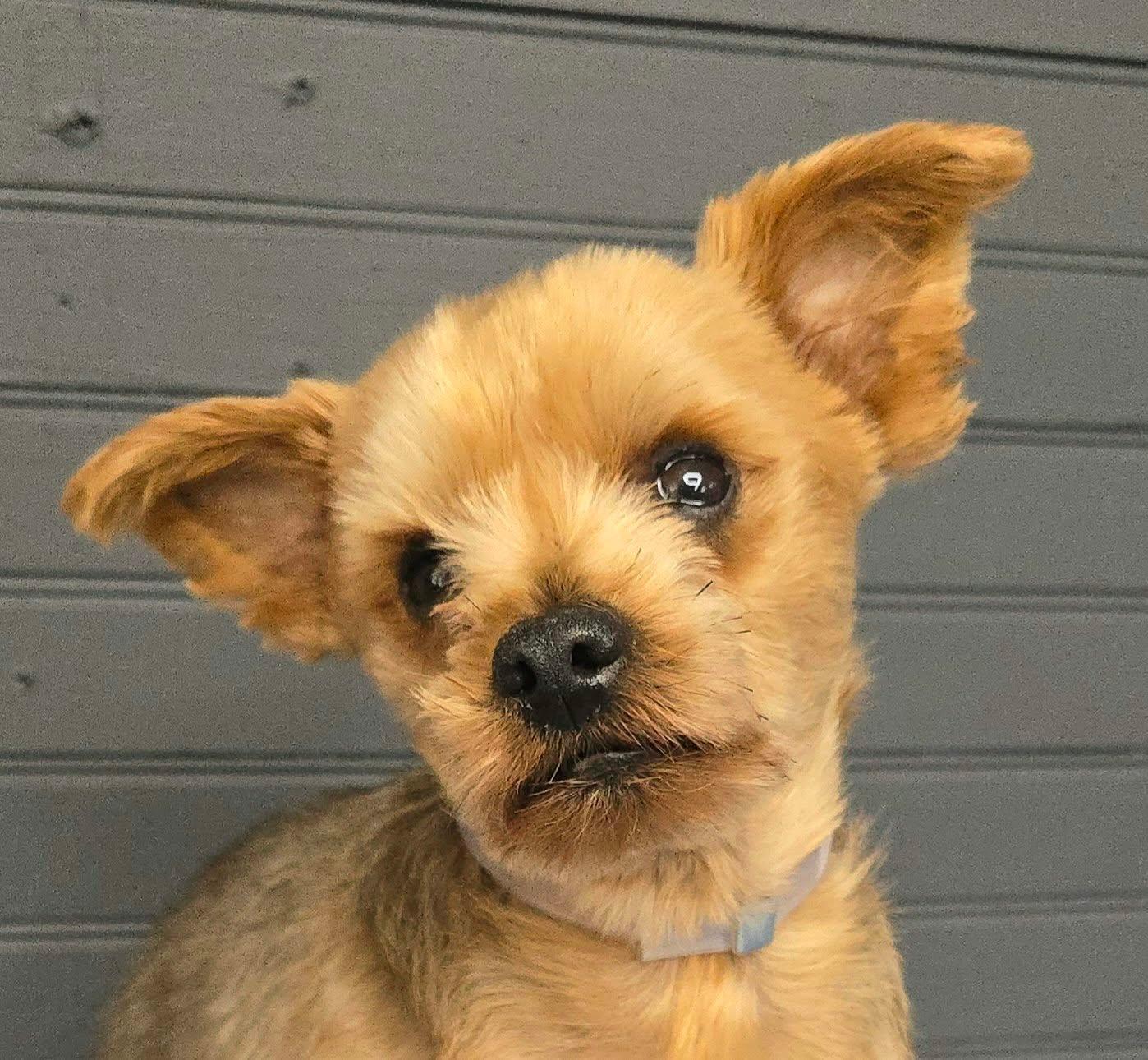 Enlarge Linus, a Adoptable Yorkshire Terrier in Newport, TN image 1/3