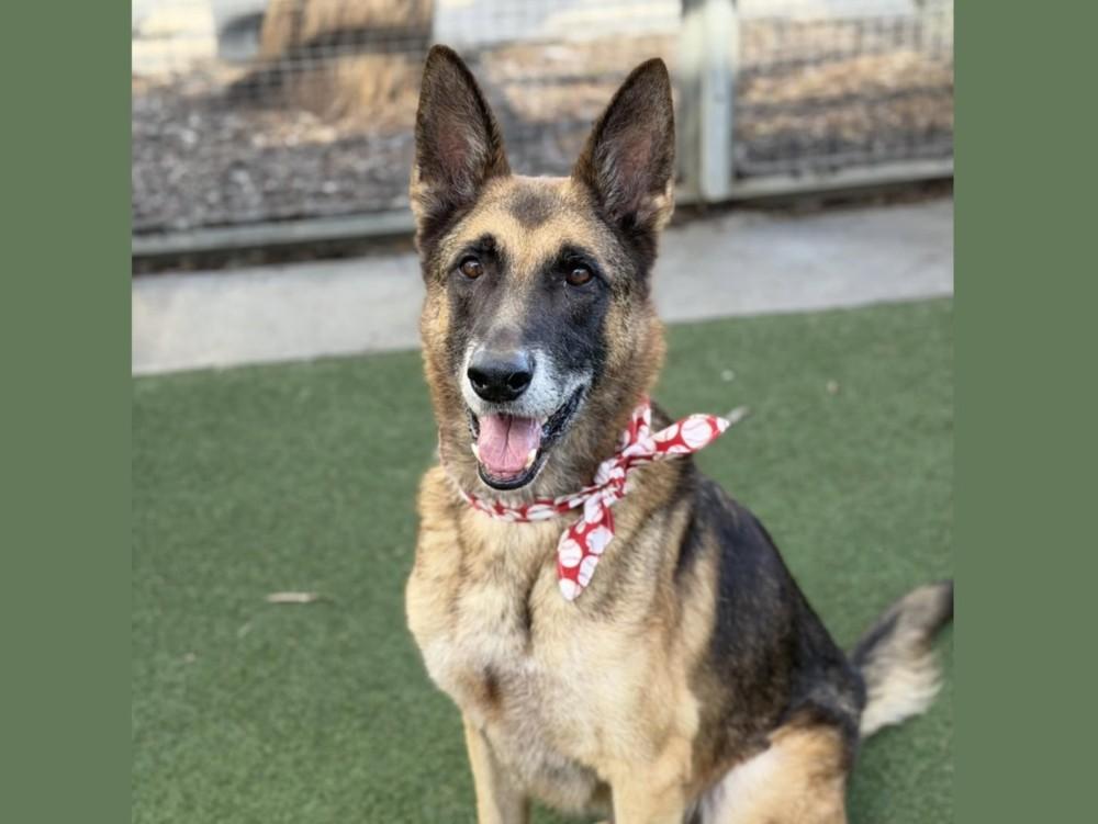 CAPITAN, Adoptable, Adult Male German Shepherd Dog.