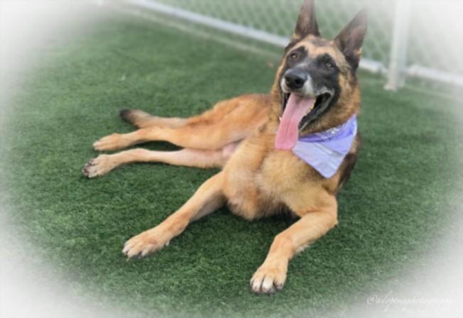 CAPITAN, Adoptable, Adult Male German Shepherd Dog.