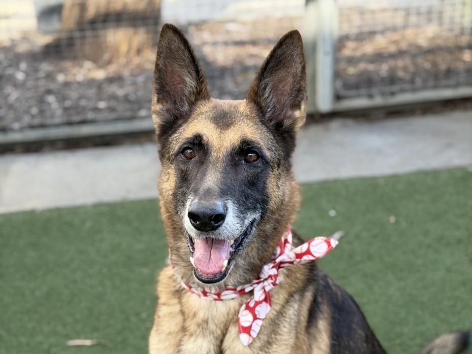 Enlarge CAPITAN, a Adoptable German Shepherd Dog in San Pedro, CA image 1/1