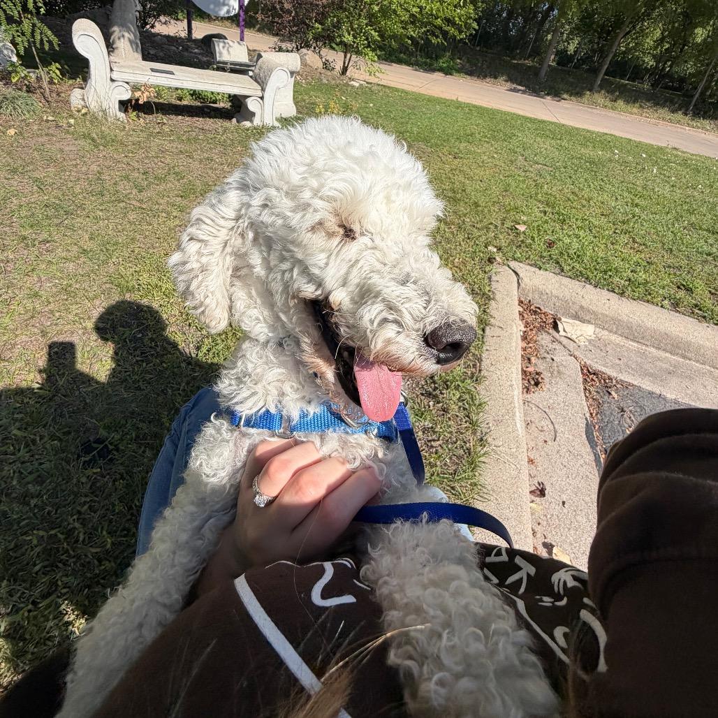 Fiddler - no longer accepting applications, Adoptable, Adult Male Mixed Breed.