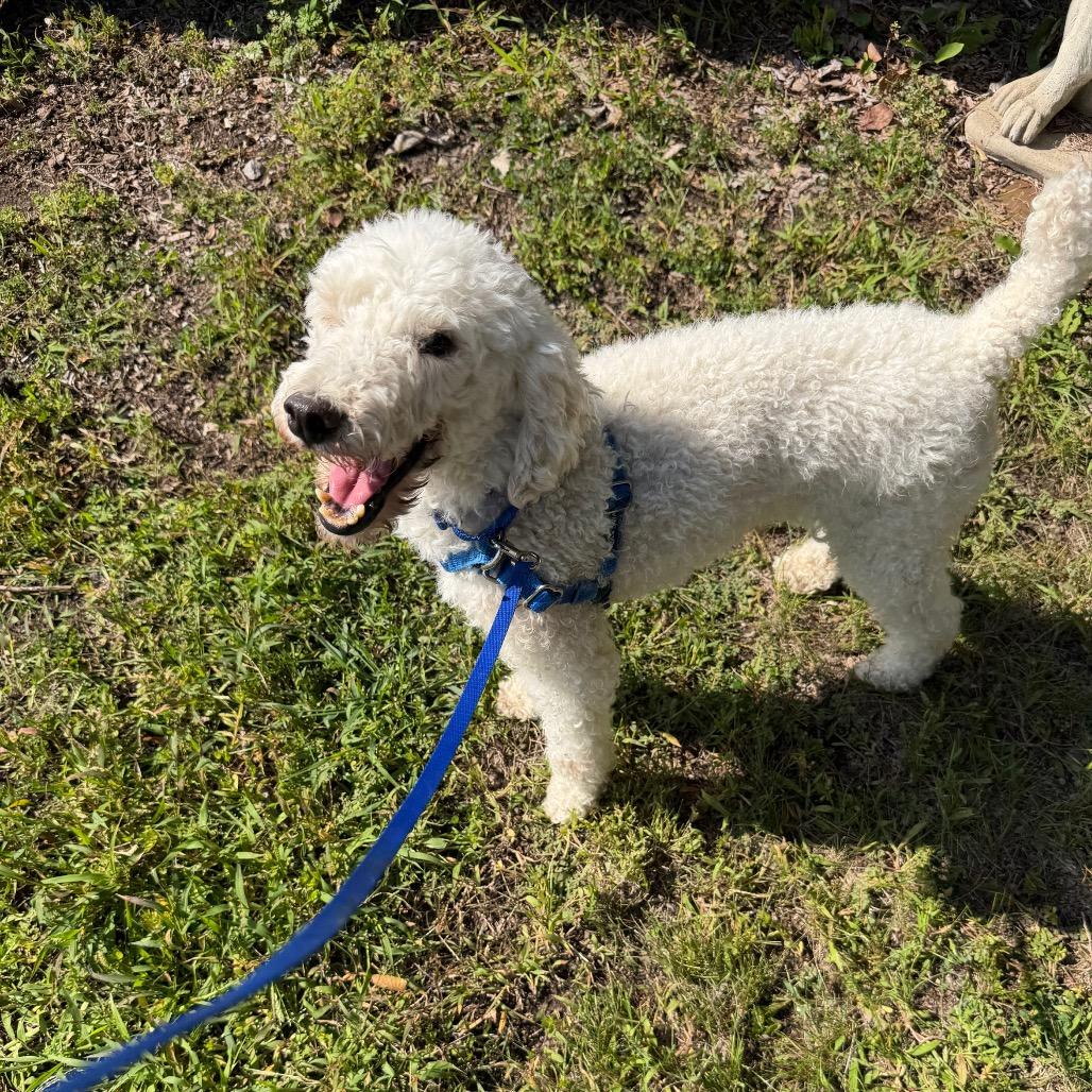 Enlarge Fiddler - no longer accepting applications, a Adoptable Mixed Breed in Oshkosh, WI image 2/6