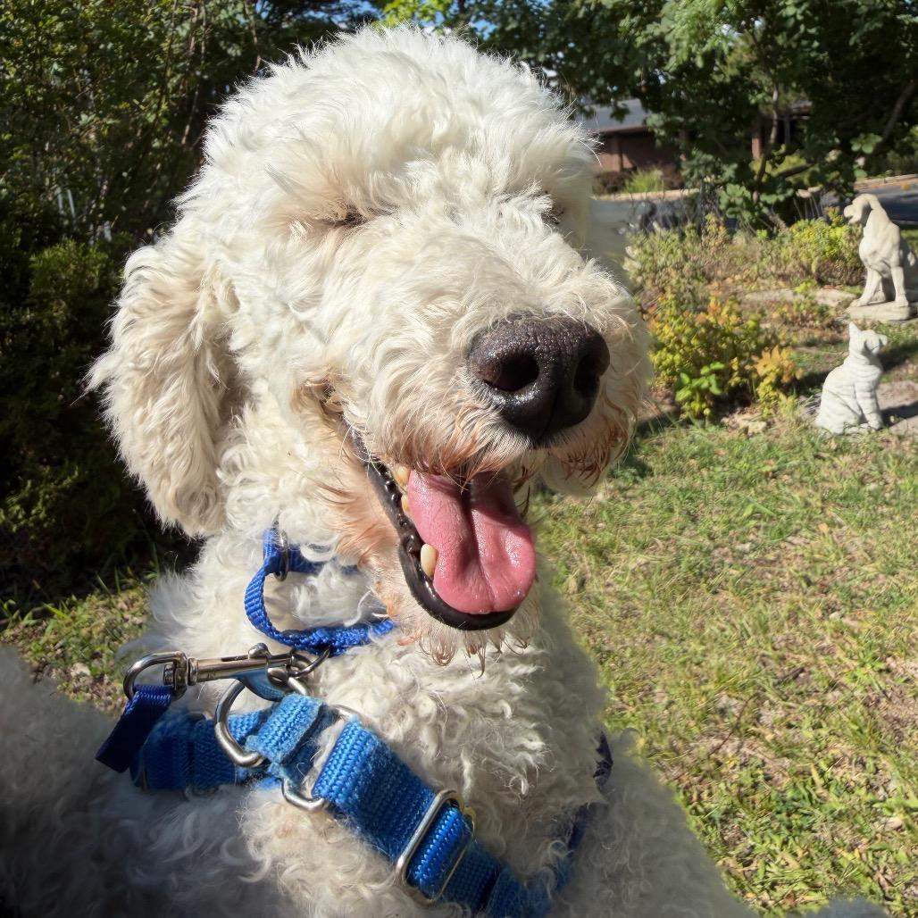 Enlarge Fiddler - no longer accepting applications, a Adoptable Mixed Breed in Oshkosh, WI image 3/6
