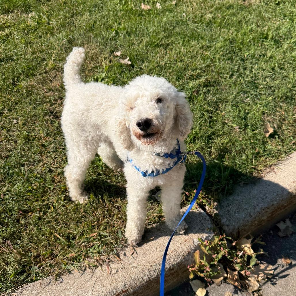 Enlarge Fiddler - no longer accepting applications, a Adoptable Mixed Breed in Oshkosh, WI image 4/6
