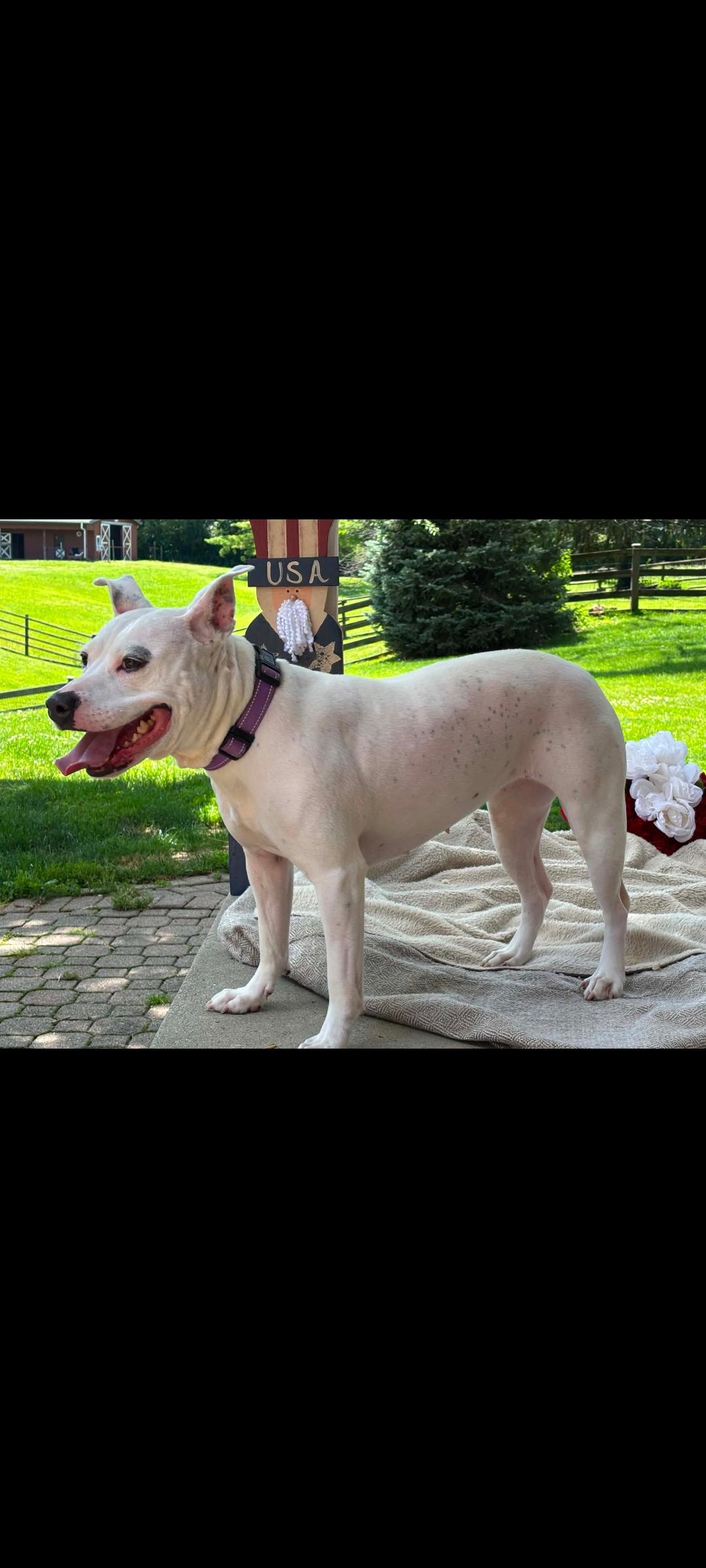 Enlarge Mama Pearl, a Adoptable mixed breed in Lewis Center, OH image 1/6