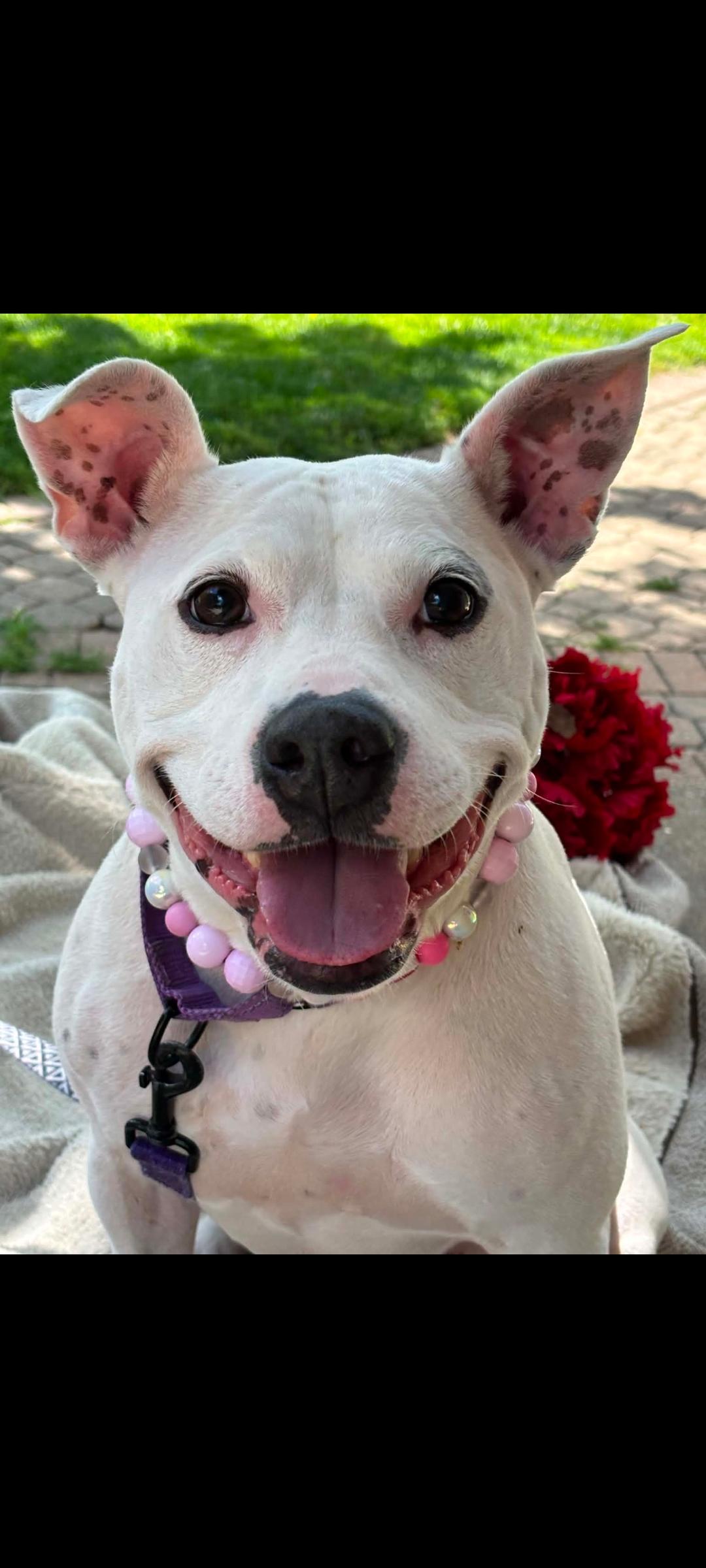 Enlarge Mama Pearl, a Adoptable mixed breed in Lewis Center, OH image 2/6