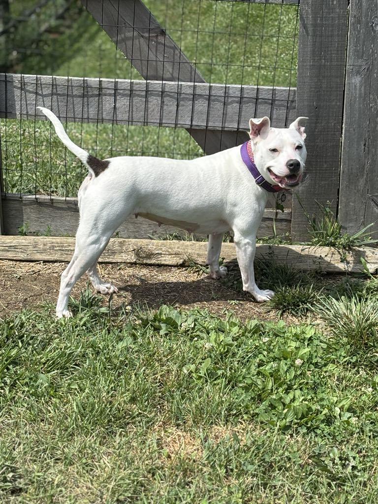 Enlarge Mama Pearl, a Adoptable mixed breed in Lewis Center, OH image 1/6