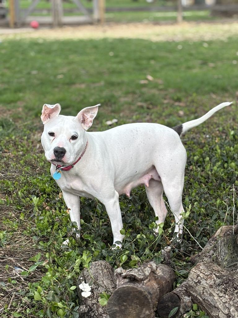 Enlarge Mama Pearl, a Adoptable mixed breed in Lewis Center, OH image 2/6
