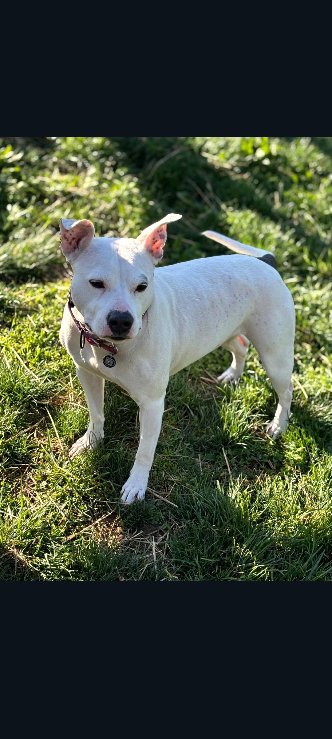 Enlarge Mama Pearl, a Adoptable mixed breed in Lewis Center, OH image 3/6