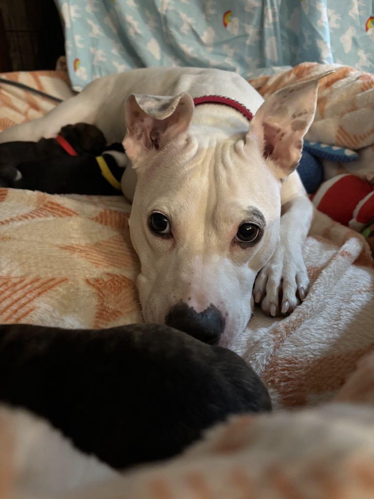 Enlarge Mama Pearl, a Adoptable mixed breed in Lewis Center, OH image 4/6