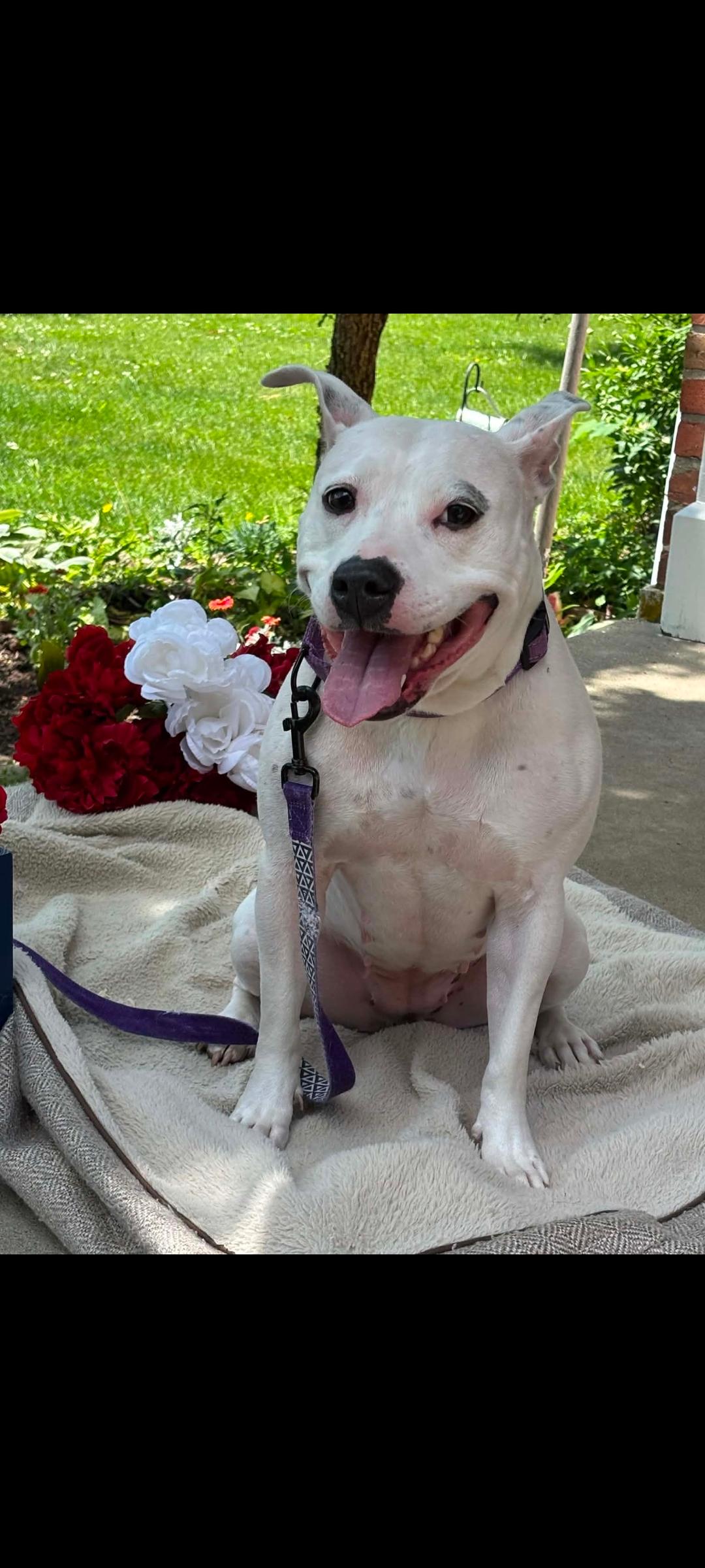 Enlarge Mama Pearl, a Adoptable mixed breed in Lewis Center, OH image 6/6