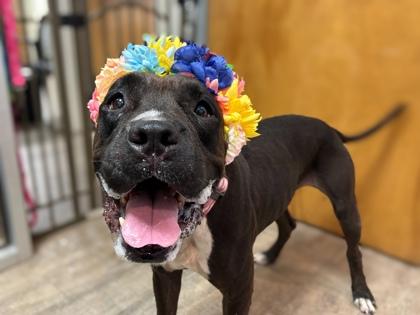 Enlarge Bonnie, a Adoptable mixed breed in Gainesville, FL image 1/3