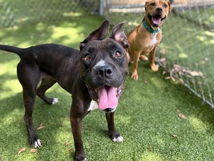 Enlarge Bonnie, a Adoptable mixed breed in Gainesville, FL image 2/3