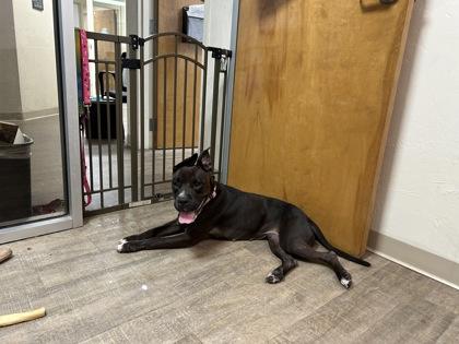 Enlarge Bonnie, a Adoptable mixed breed in Gainesville, FL image 3/3