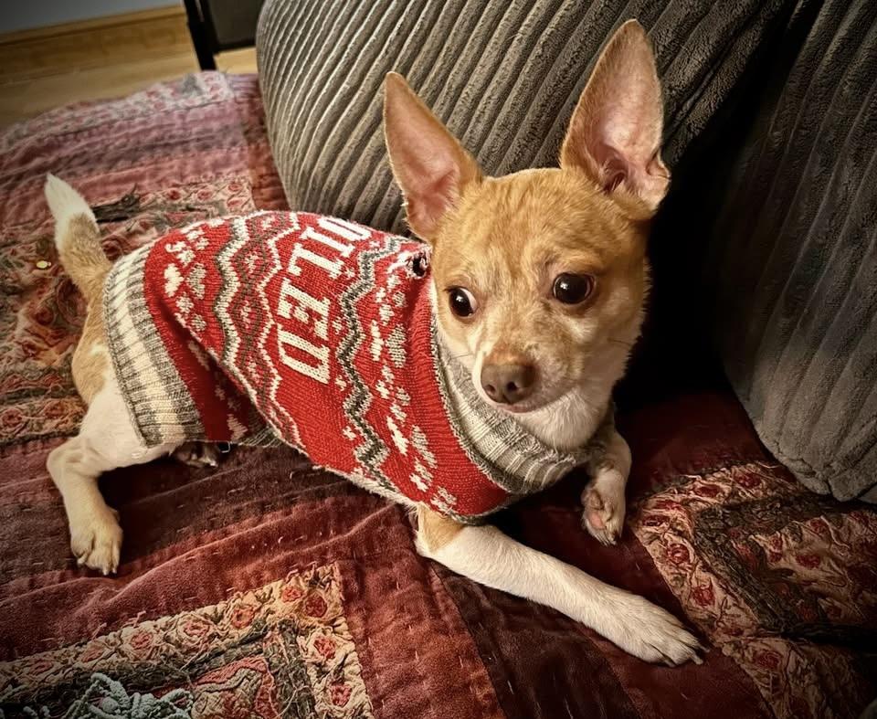 Enlarge Nog, a ADOPTABLE mixed breed in Milwaukee, WI image 1/6