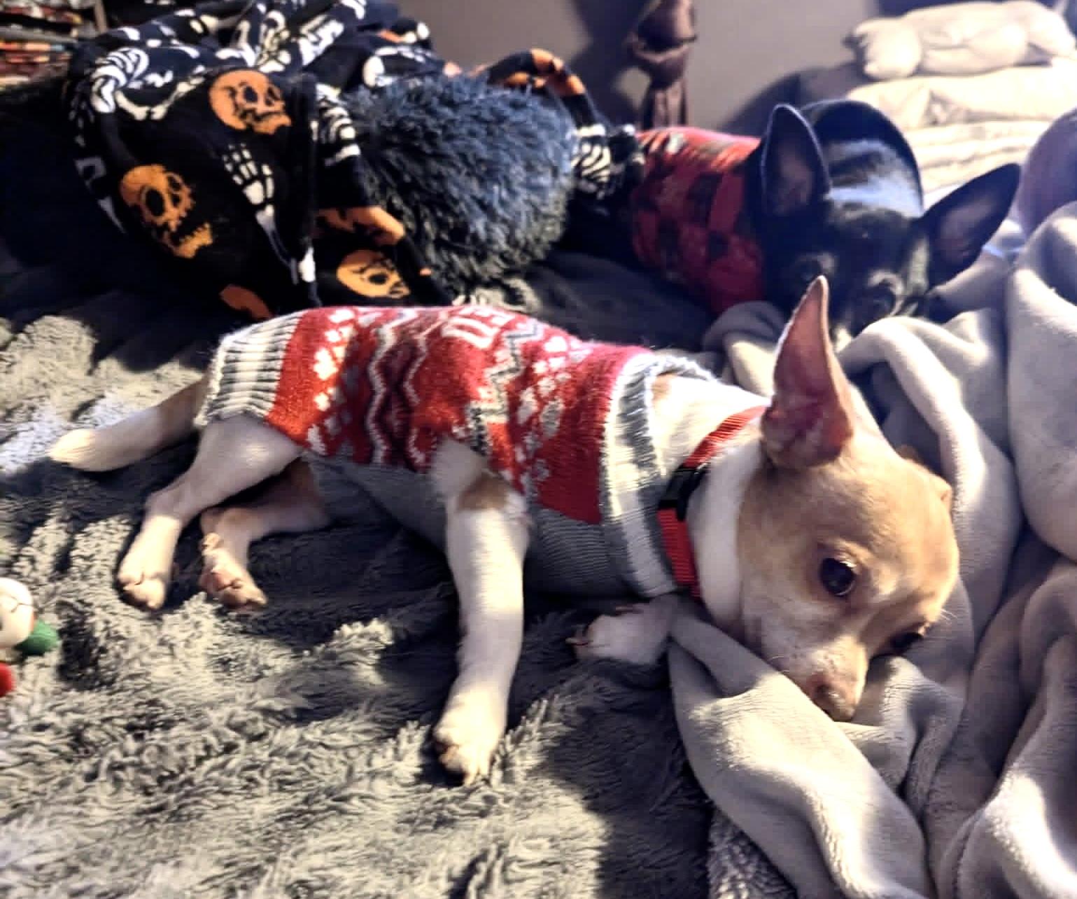 Enlarge Nog, a ADOPTABLE mixed breed in Milwaukee, WI image 2/6