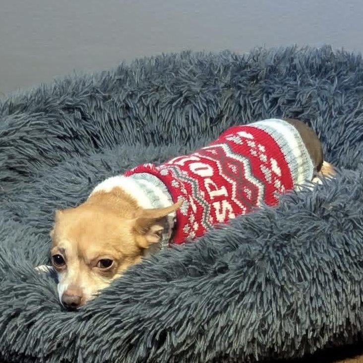 Enlarge Nog, a ADOPTABLE mixed breed in Milwaukee, WI image 3/6