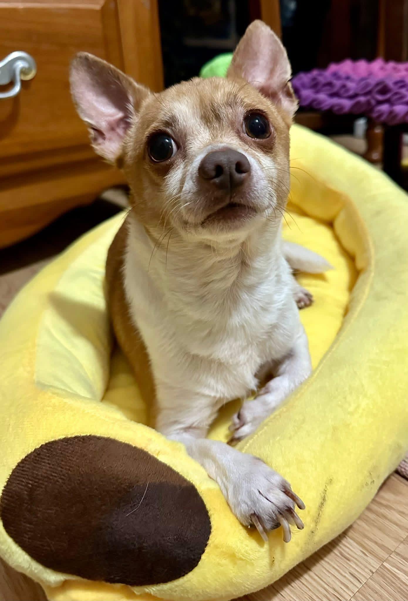 Enlarge Nog, a ADOPTABLE mixed breed in Milwaukee, WI image 4/6