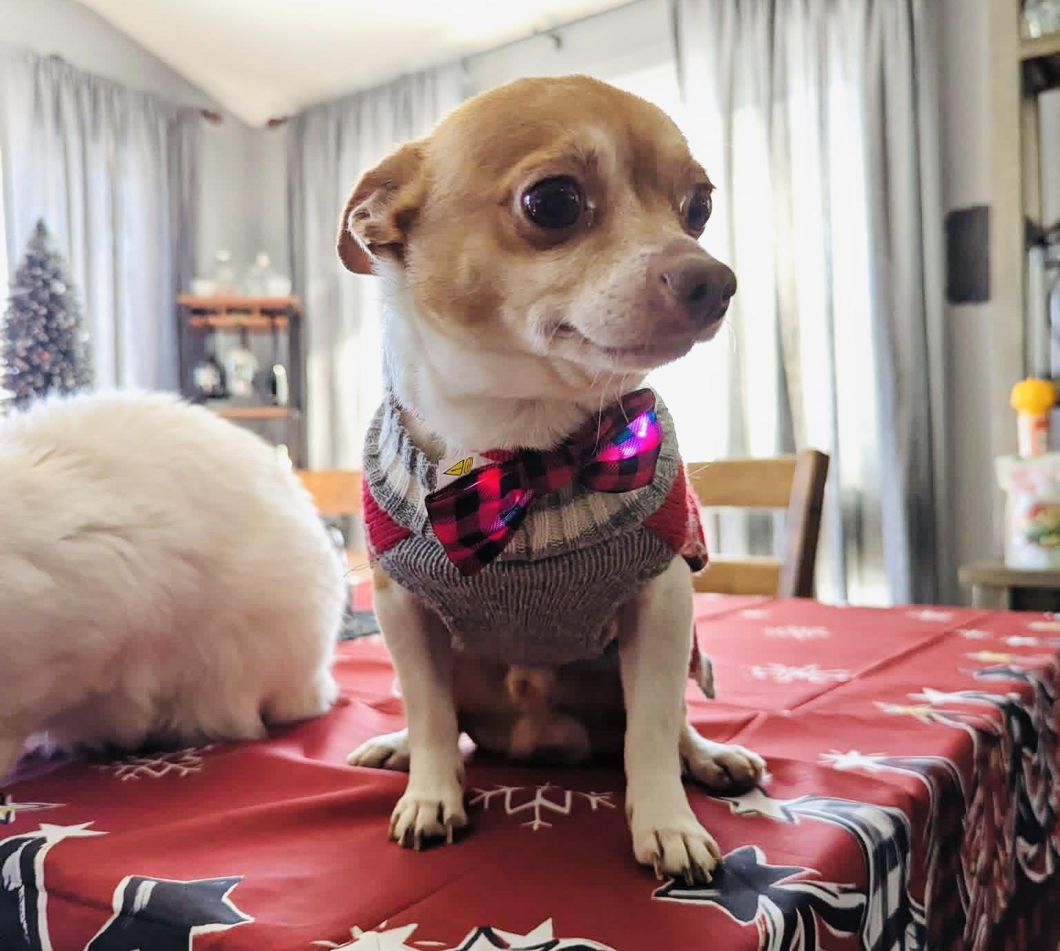 Enlarge Nog, a ADOPTABLE mixed breed in Milwaukee, WI image 5/6